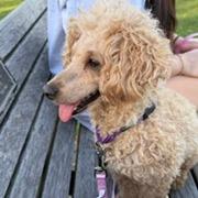 Betty D12784, Adoptable, Adult Female Miniature Poodle.