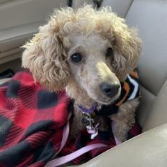 Enlarge Betty D12784, a Adoptable Miniature Poodle in Minnetonka, MN image 4/6