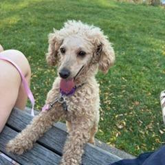 Enlarge Betty D12784, a Adoptable Miniature Poodle in Minnetonka, MN image 5/6