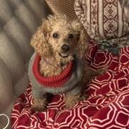 Enlarge Betty D12784, a Adoptable Miniature Poodle in Minnetonka, MN image 6/6