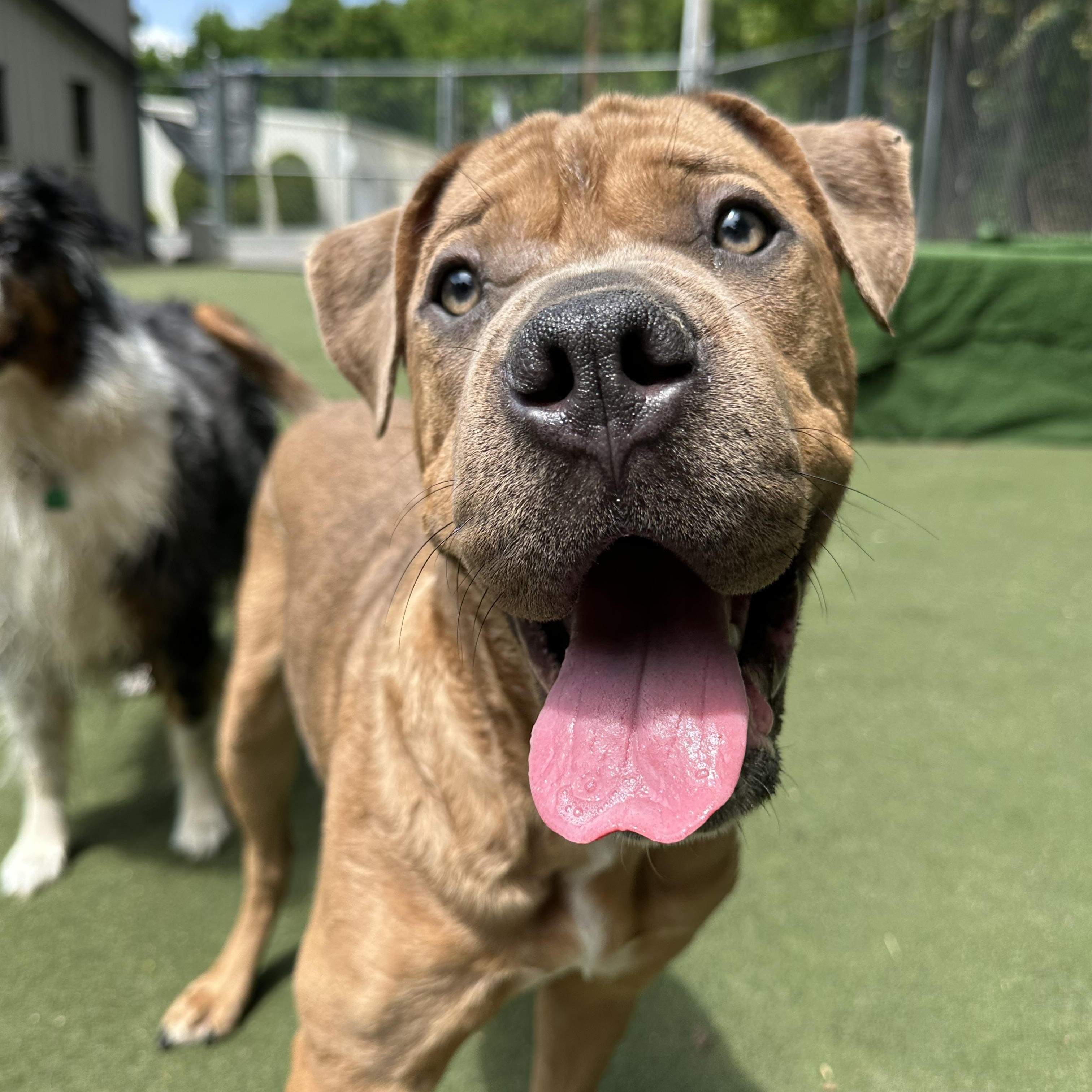 Enlarge Sahara, a ADOPTABLE mixed breed in Charlotte, NC image 1/6