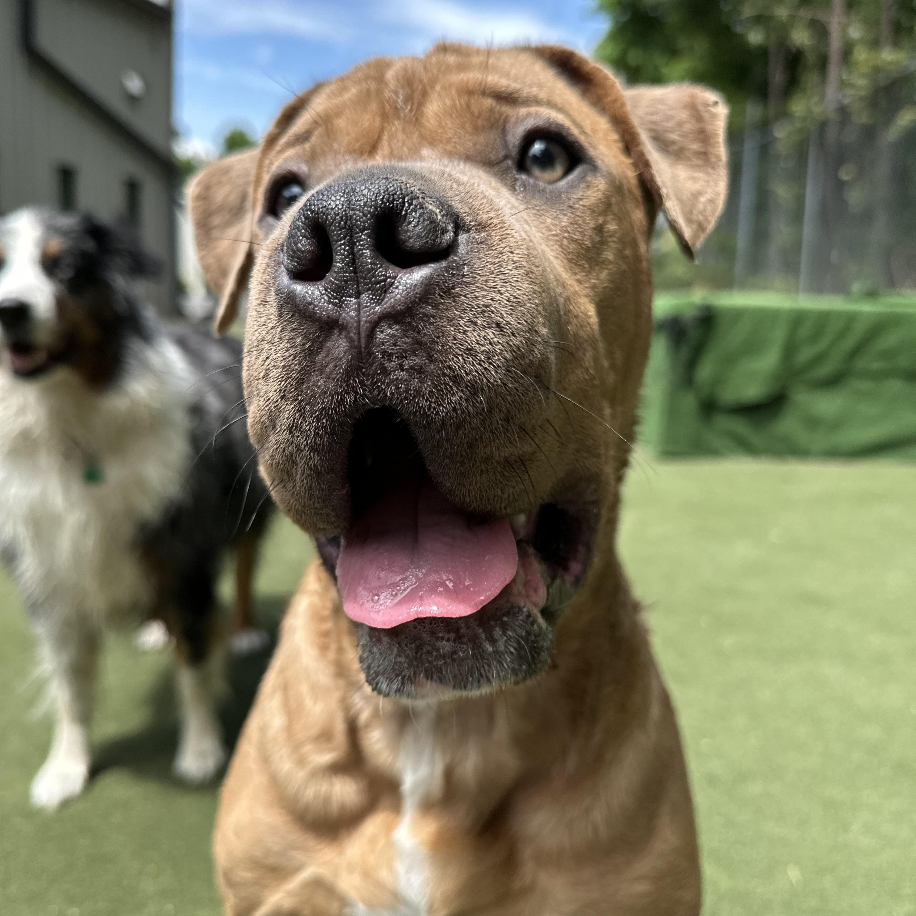 Enlarge Sahara, a ADOPTABLE mixed breed in Charlotte, NC image 6/6
