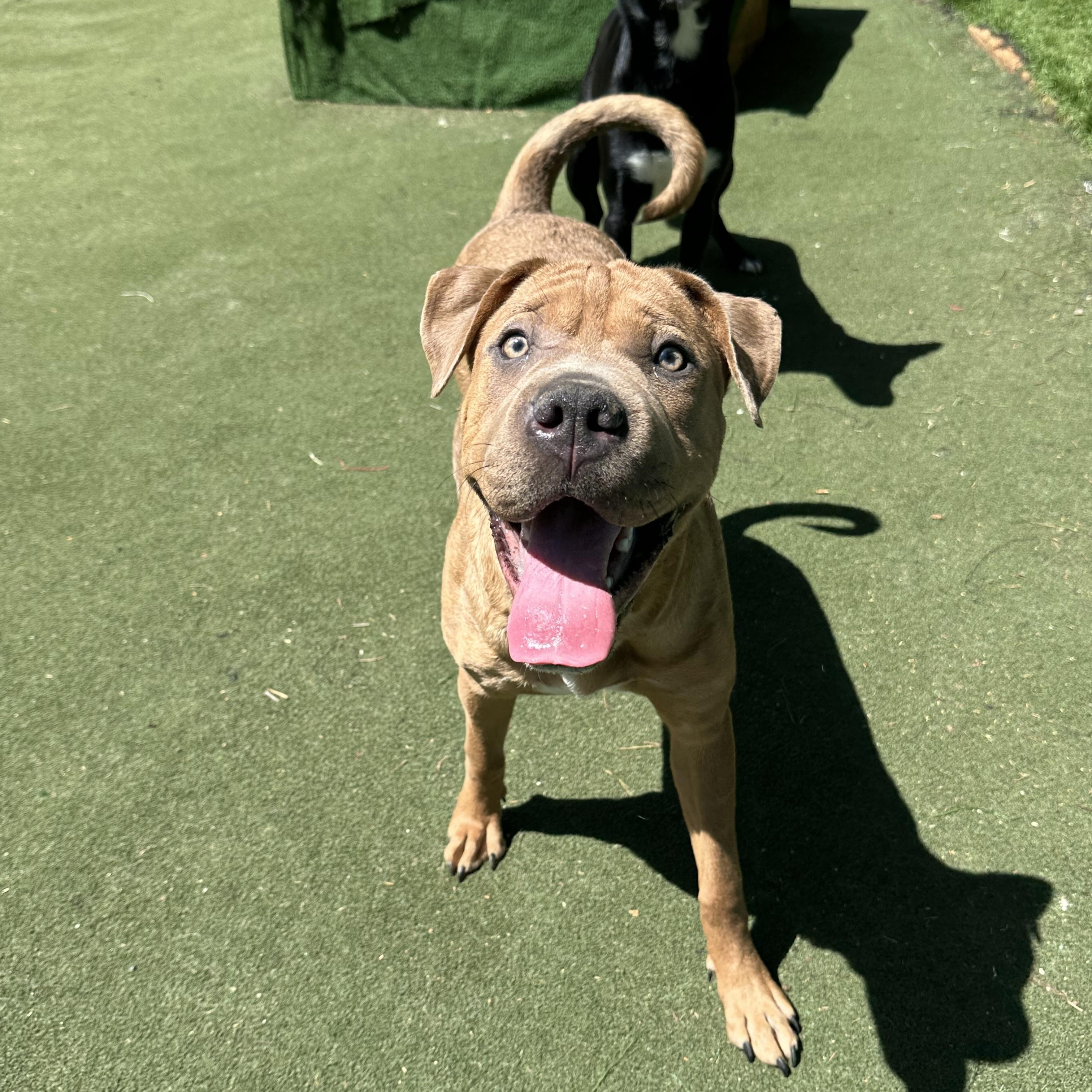 Enlarge Sahara, a ADOPTABLE mixed breed in Charlotte, NC image 2/6
