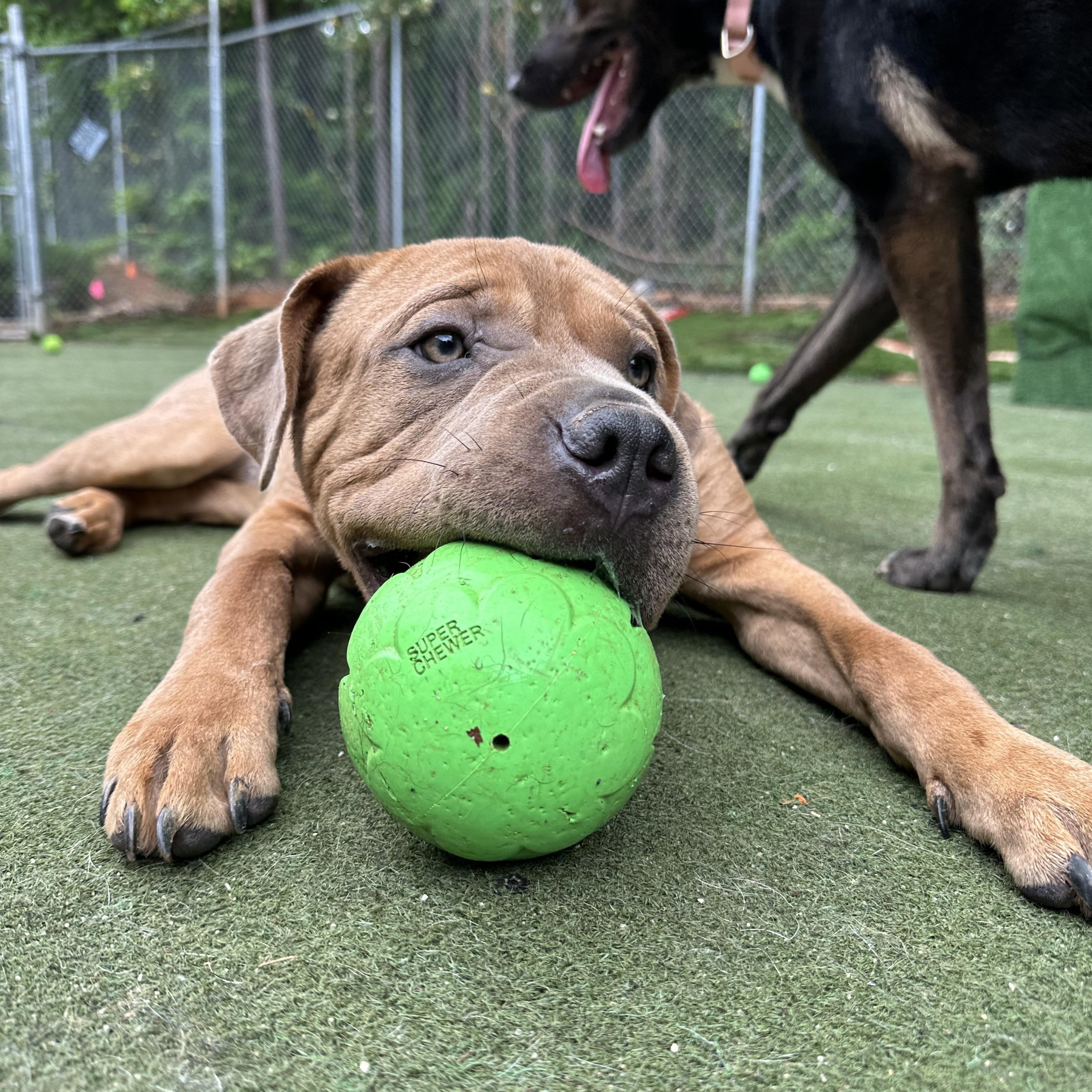 Enlarge Sahara, a ADOPTABLE mixed breed in Charlotte, NC image 5/6