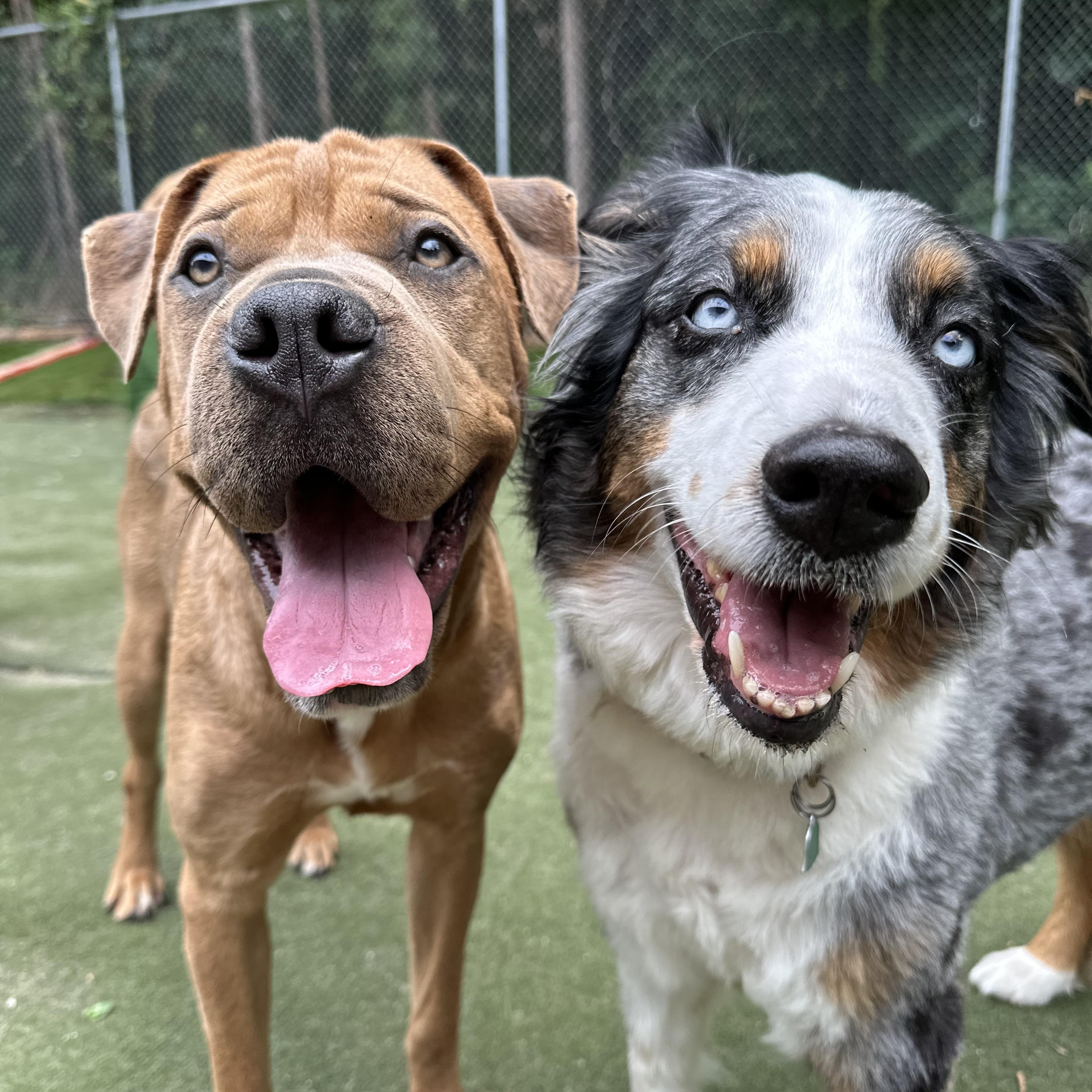 Sahara, a ADOPTABLE mixed breed in Charlotte, NC image 6/6
