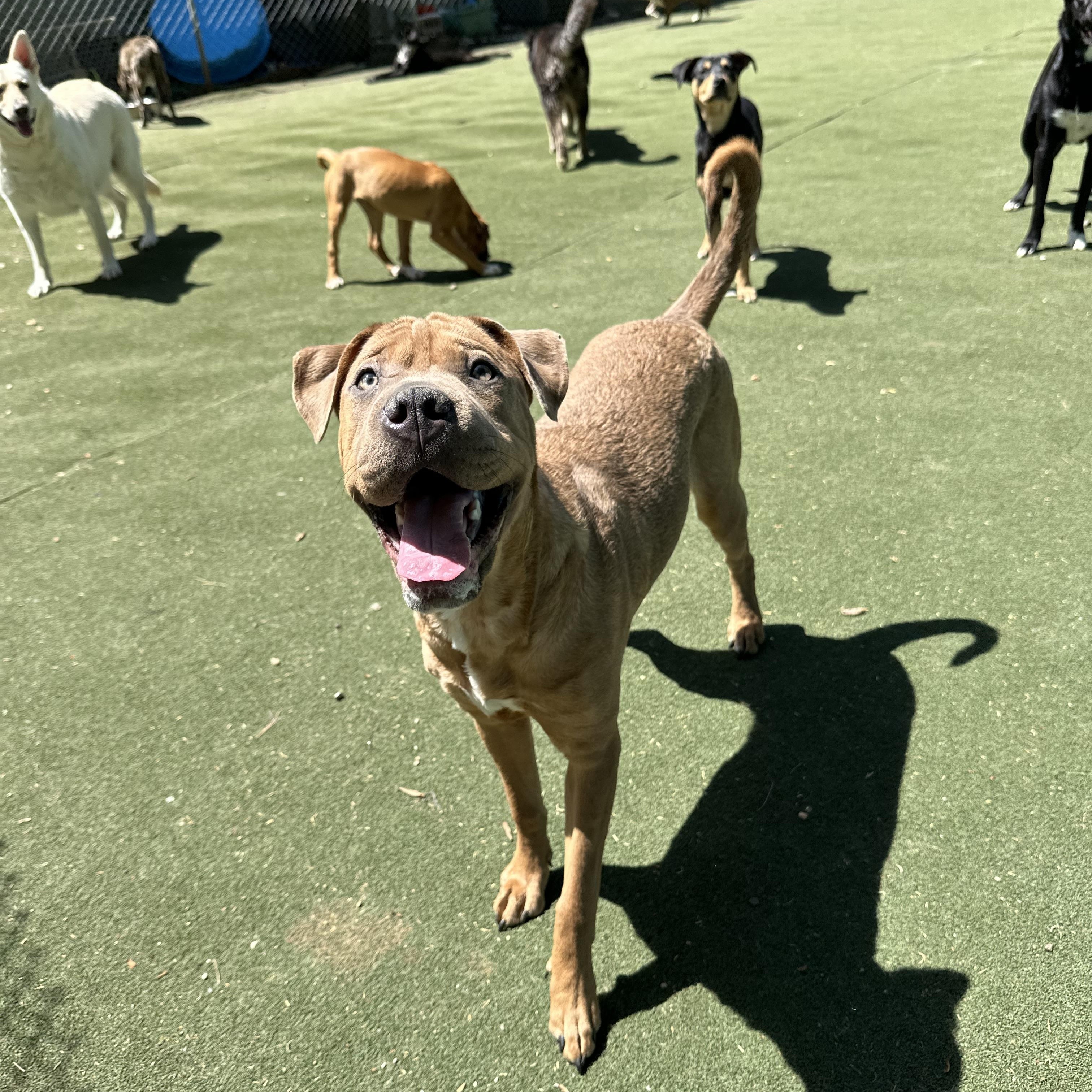 Enlarge Sahara, a ADOPTABLE mixed breed in Charlotte, NC image 4/6