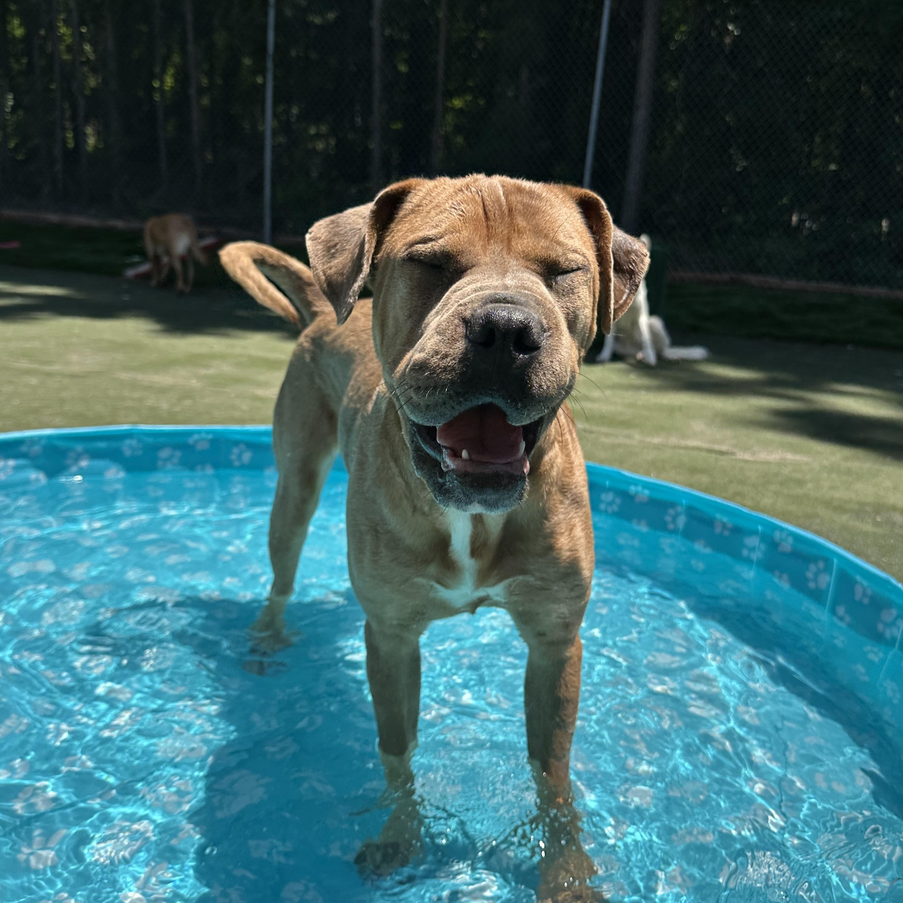Sahara, a ADOPTABLE mixed breed in Charlotte, NC image 1/6