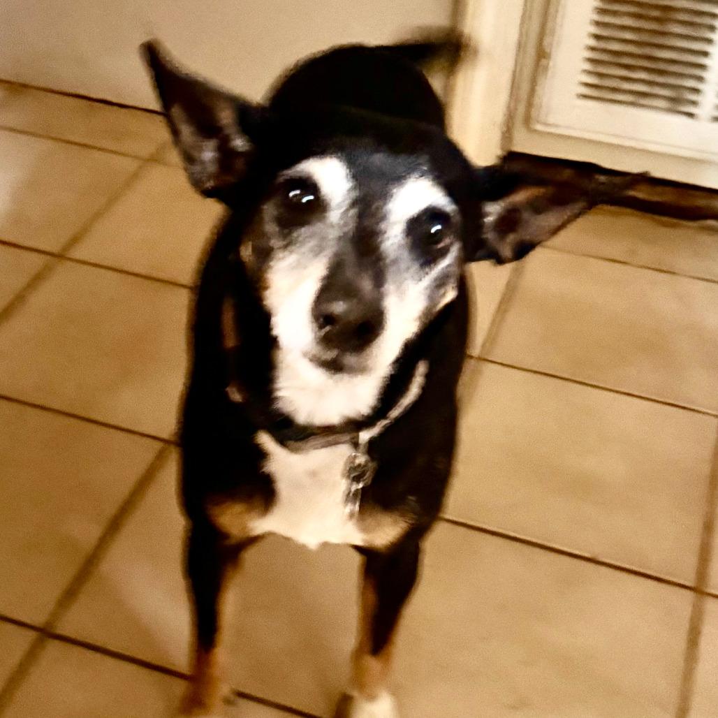 Enlarge Dottie fka Blanche, a Adoptable Miniature Pinscher in New Orleans, LA image 1/3