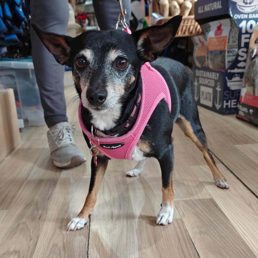 Enlarge Dottie fka Blanche, a Adoptable Miniature Pinscher in New Orleans, LA image 2/3