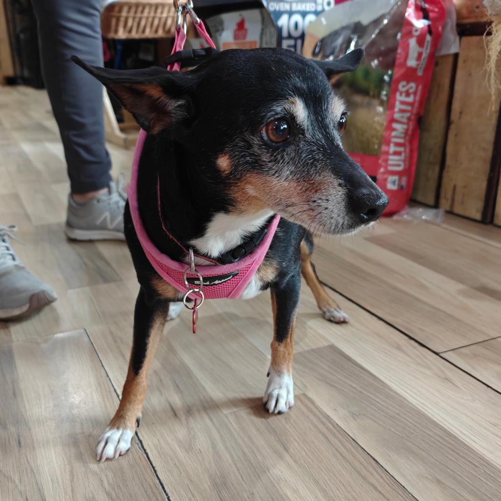 Enlarge Dottie fka Blanche, a Adoptable Miniature Pinscher in New Orleans, LA image 3/3