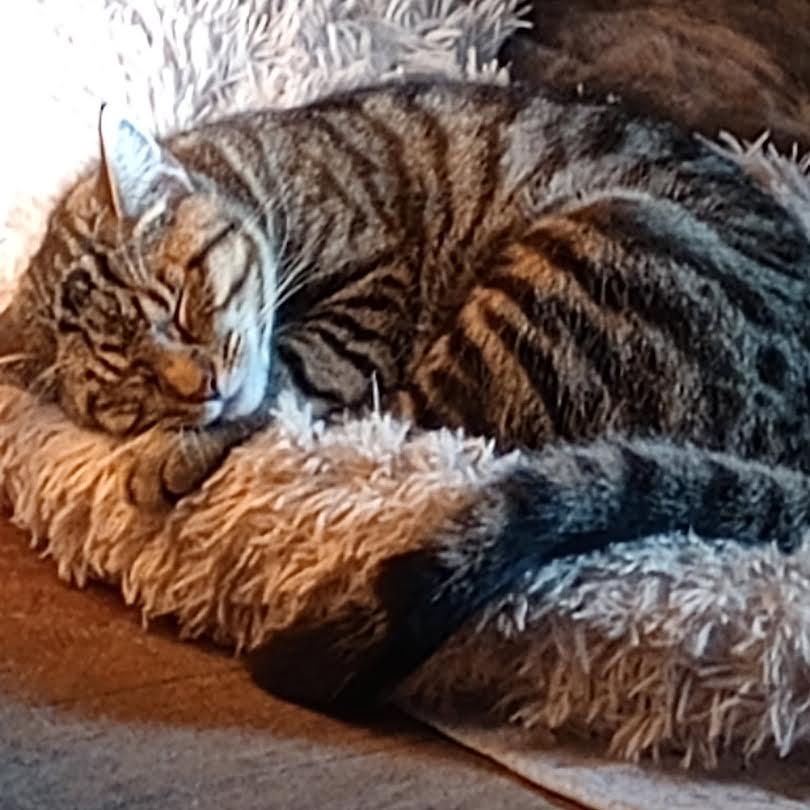 Enlarge Bonnie, a Adoptable mixed breed in Harrisburg, PA image 2/6