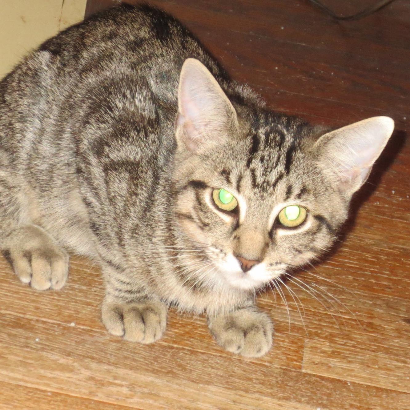 Enlarge Bonnie, a Adoptable mixed breed in Harrisburg, PA image 3/6