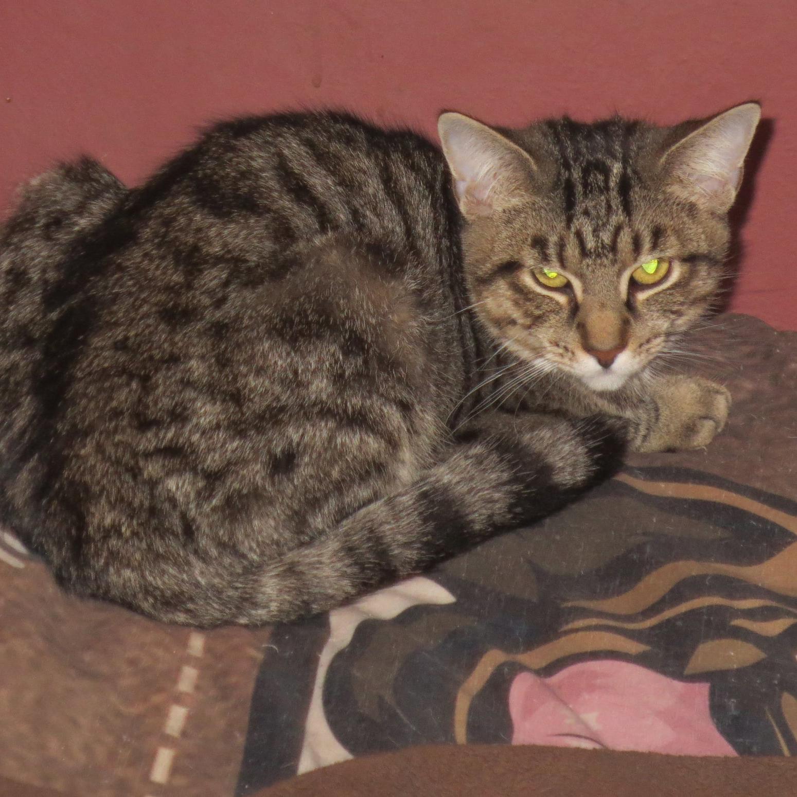 Enlarge Bonnie, a Adoptable mixed breed in Harrisburg, PA image 4/6