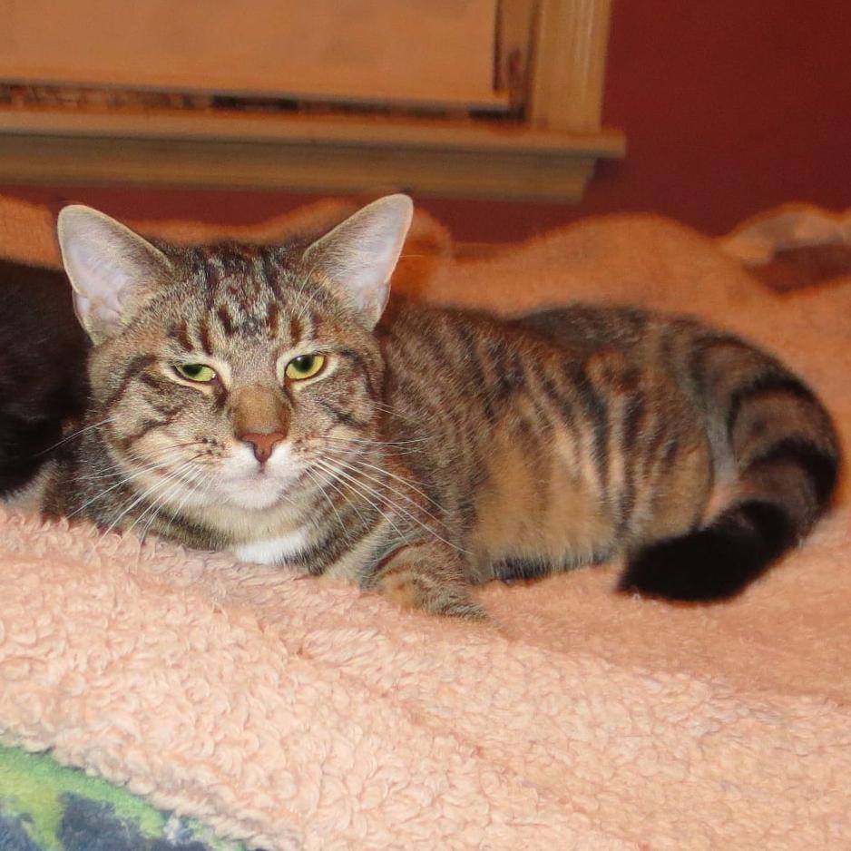 Bonnie, Adoptable, Young Female Tabby & Domestic Short Hair.