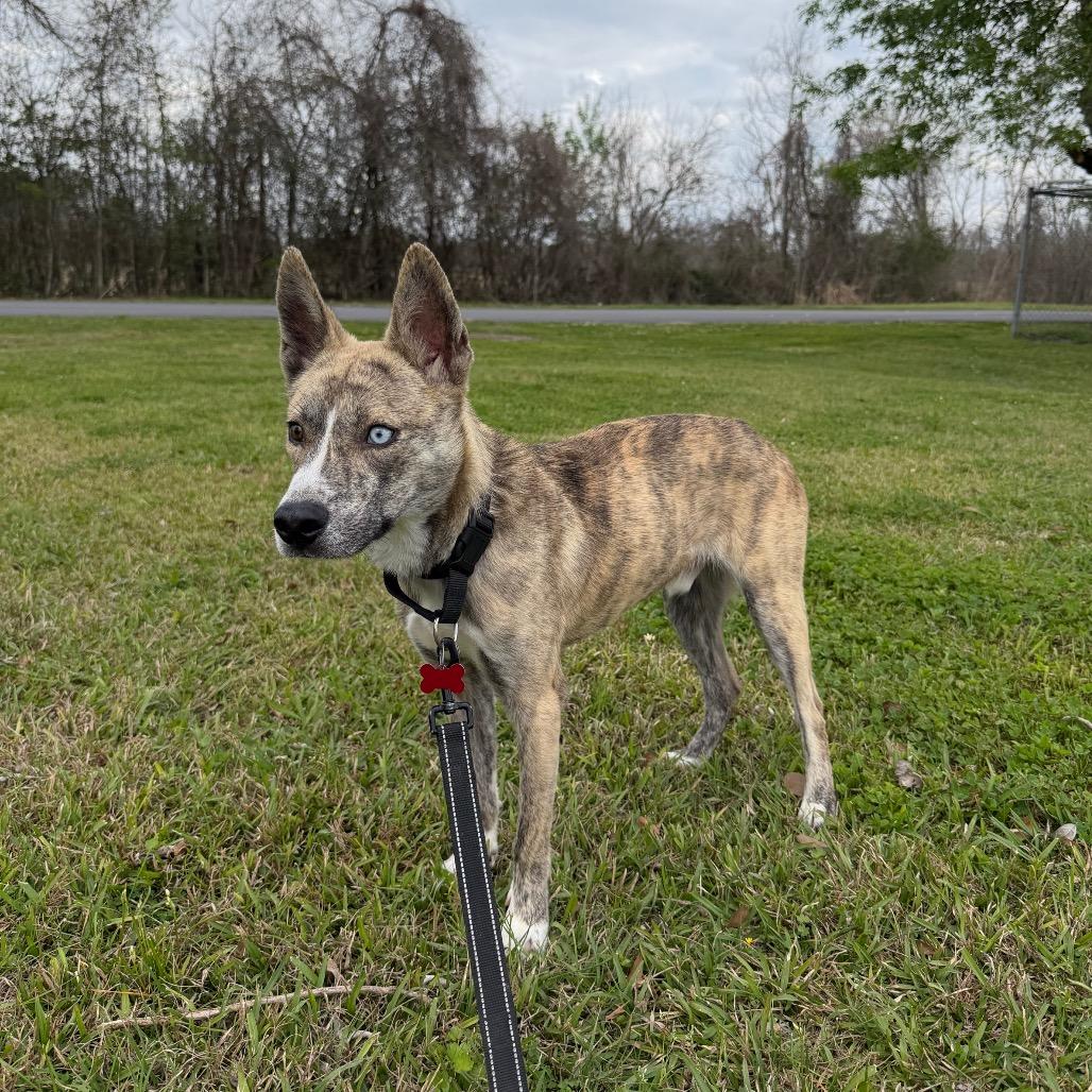 Colorado, Adoptable, Adult Male Husky.