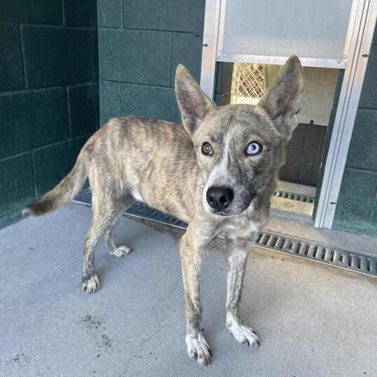 Colorado, Adoptable, Adult Male Husky.