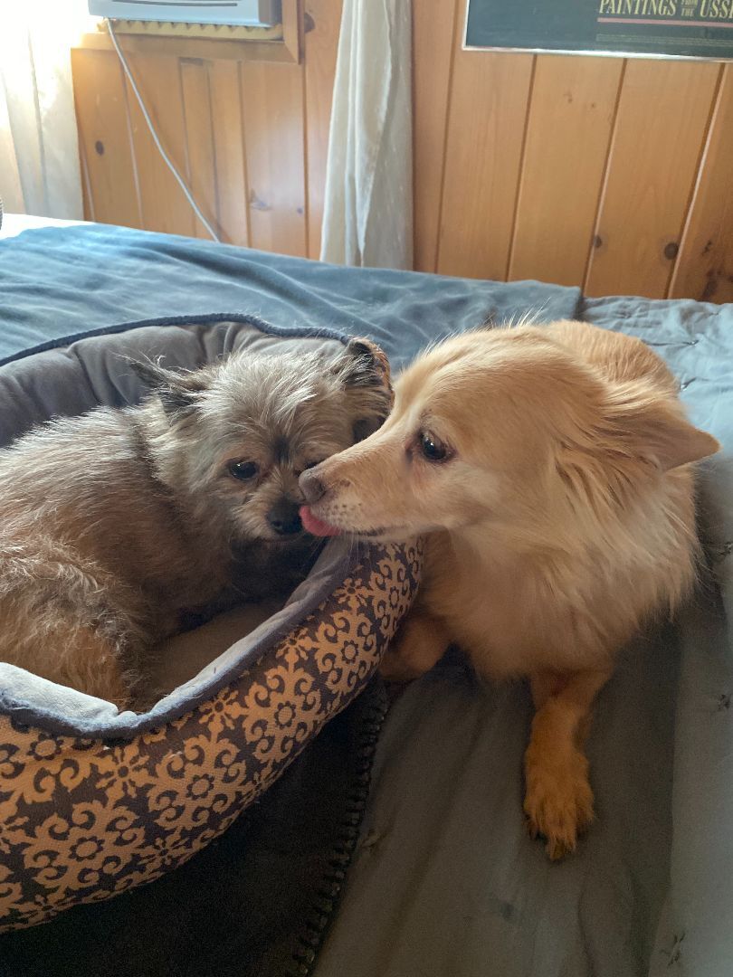 Gidget (bonded pair with Charlie)