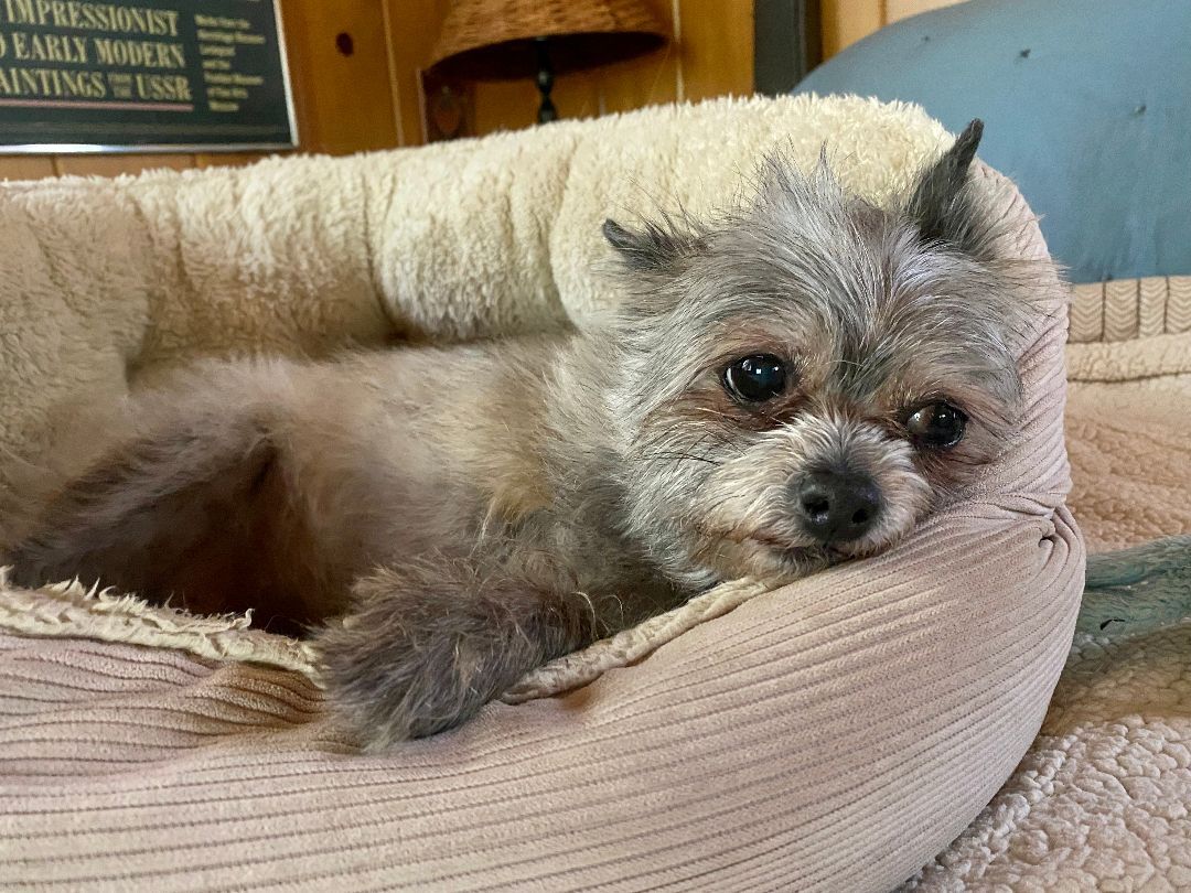 Gidget (bonded pair with Charlie), a Adoptable mixed breed in Lake Arrowhead, CA image 3/12