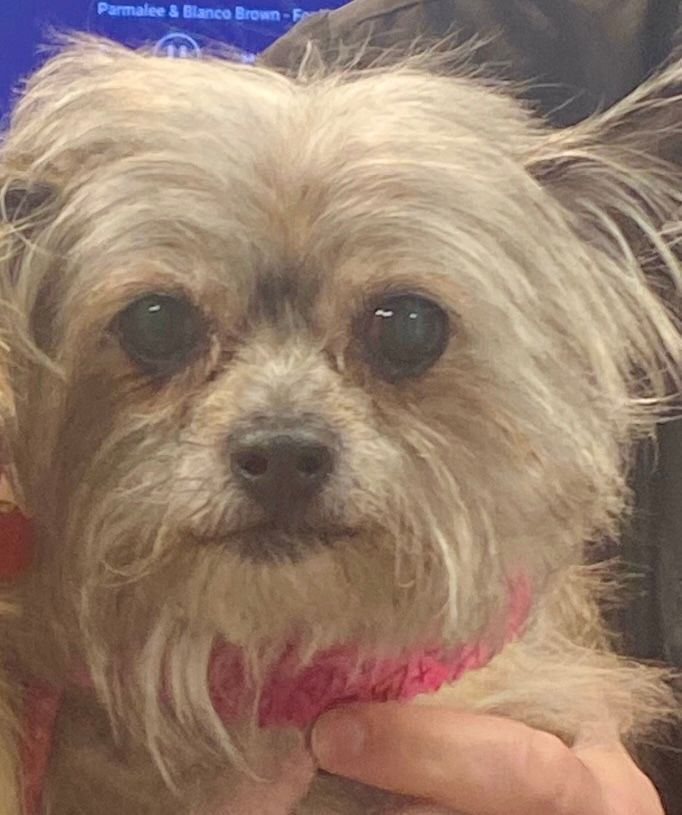 Gidget (bonded pair with Charlie)