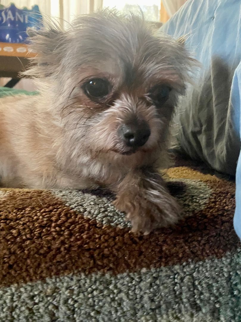 Gidget (bonded pair with Charlie)