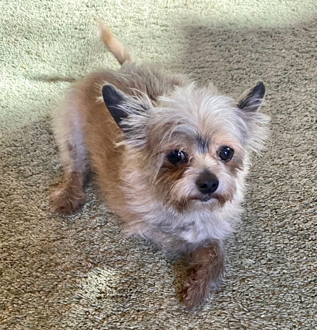 Gidget (bonded pair with Charlie)