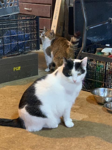 Luther, Adoptable, Senior Male Domestic Short Hair.