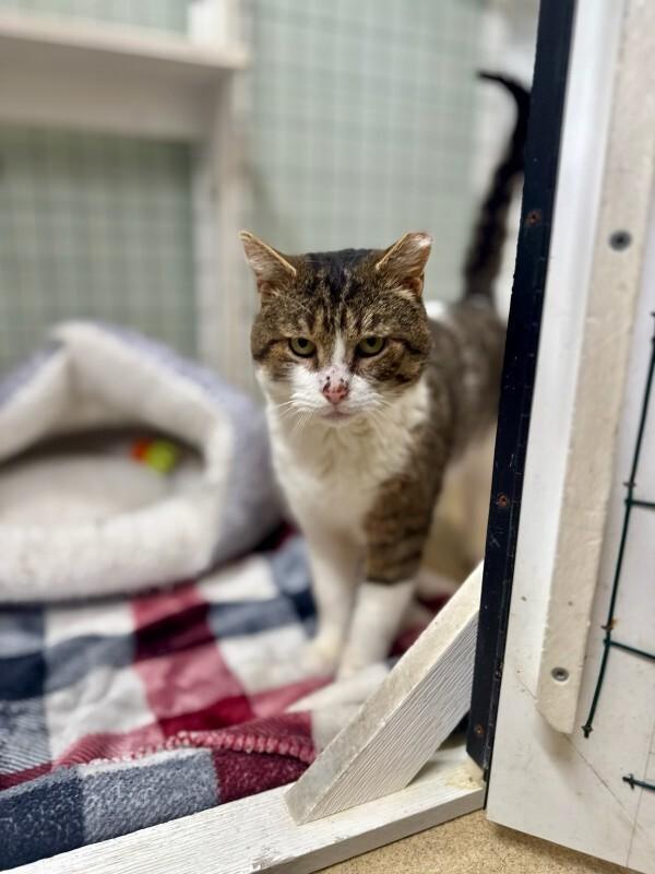 Gray, a Adoptable Domestic Short Hair in Wooster, OH image 1/3