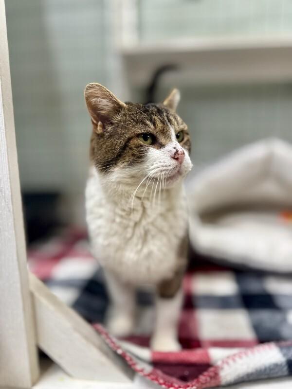 Gray, a Adoptable Domestic Short Hair in Wooster, OH image 2/3