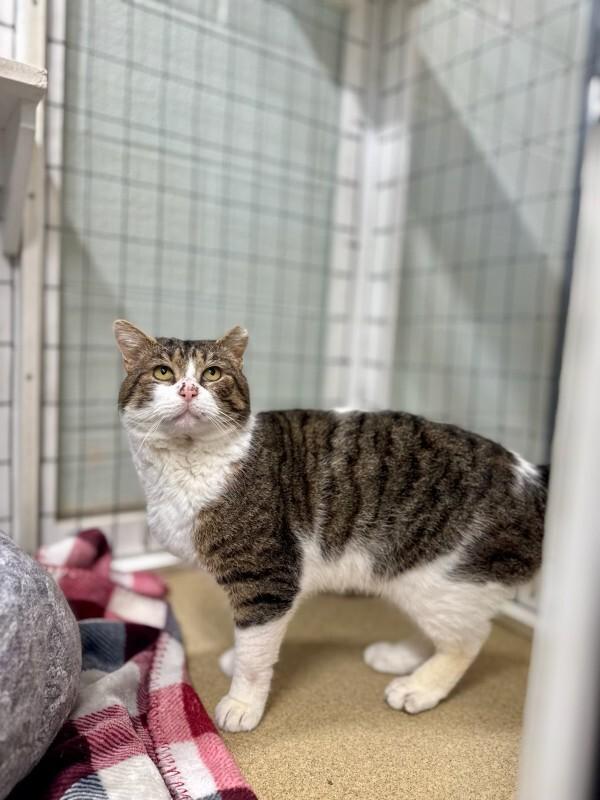 Gray, a Adoptable Domestic Short Hair in Wooster, OH image 3/3