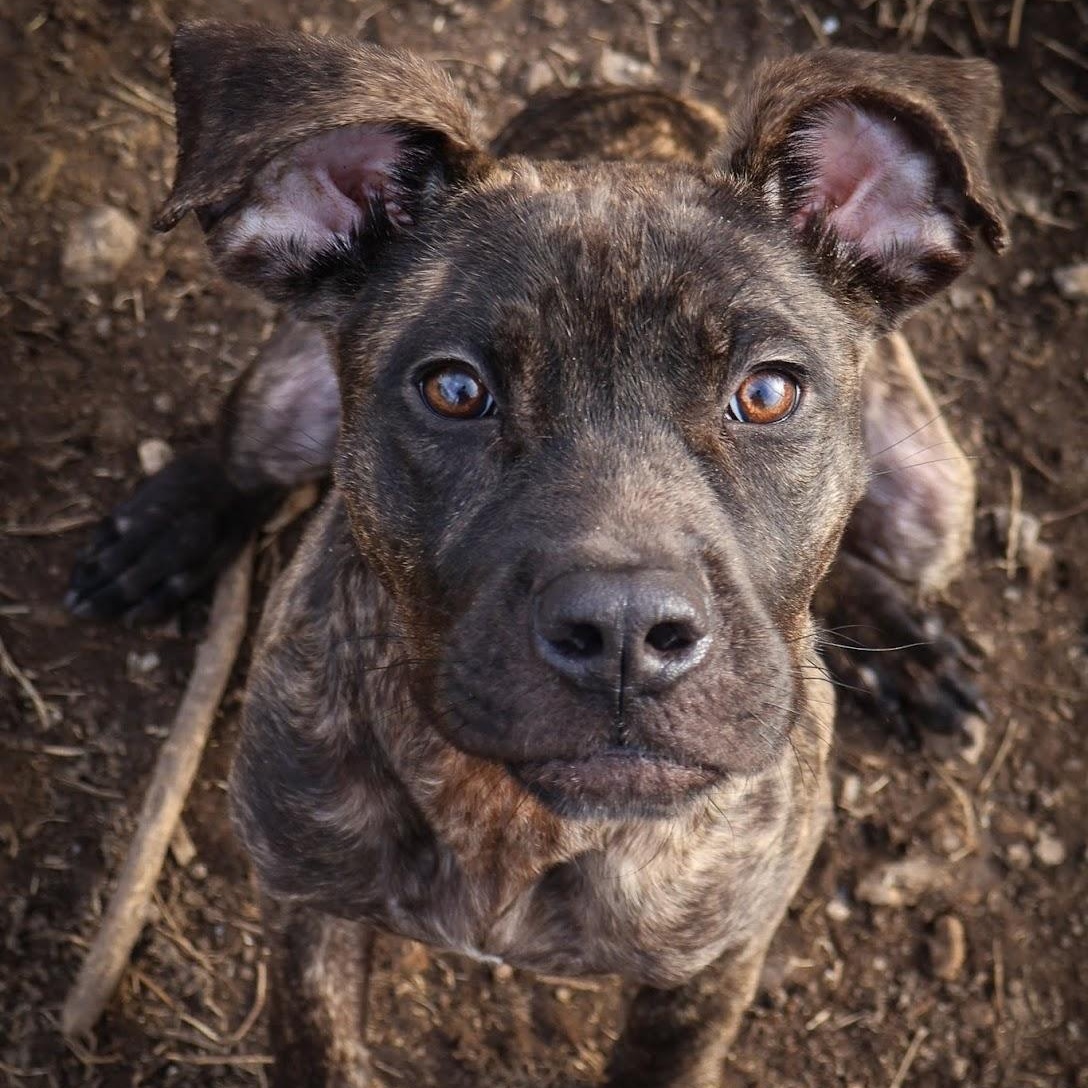 Erika, ADOPTABLE, Adult Female Boxer.