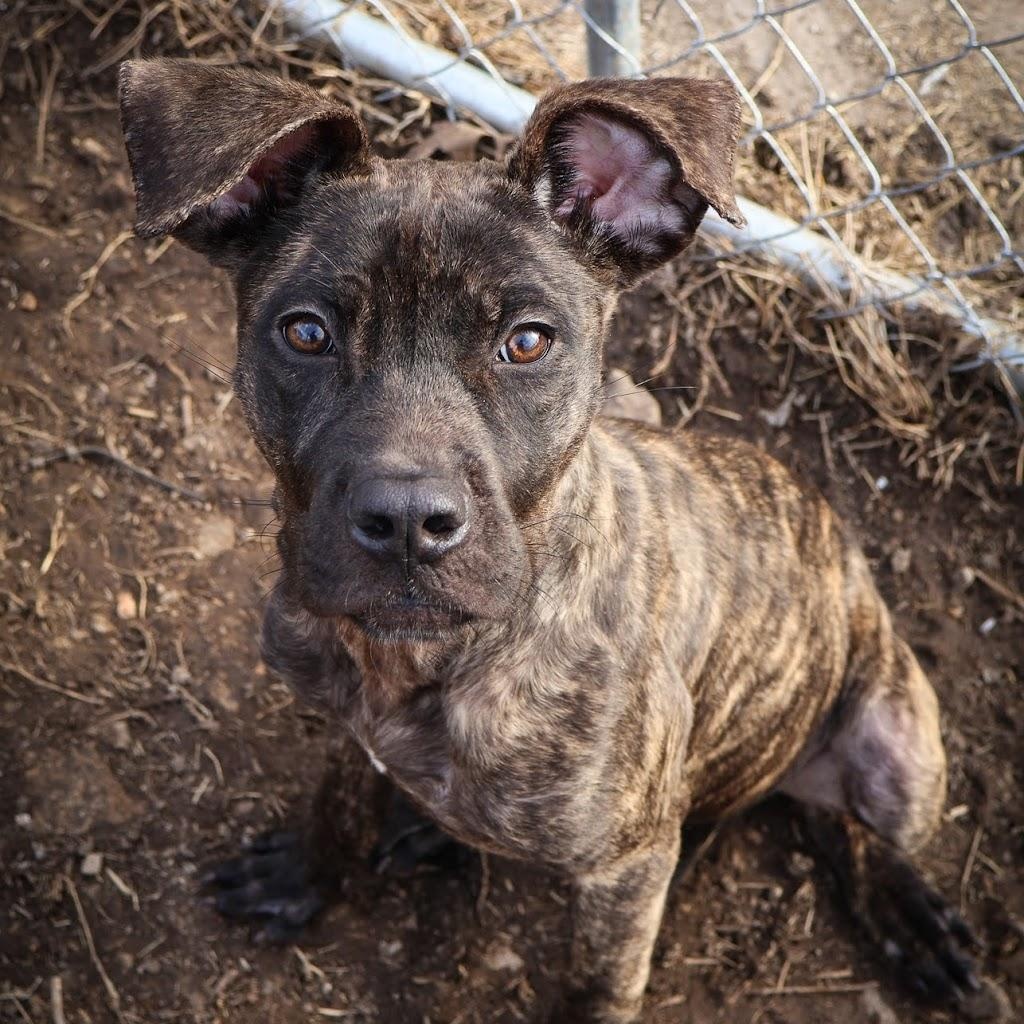Enlarge Erika, a ADOPTABLE Boxer in Hollister, MO image 2/5