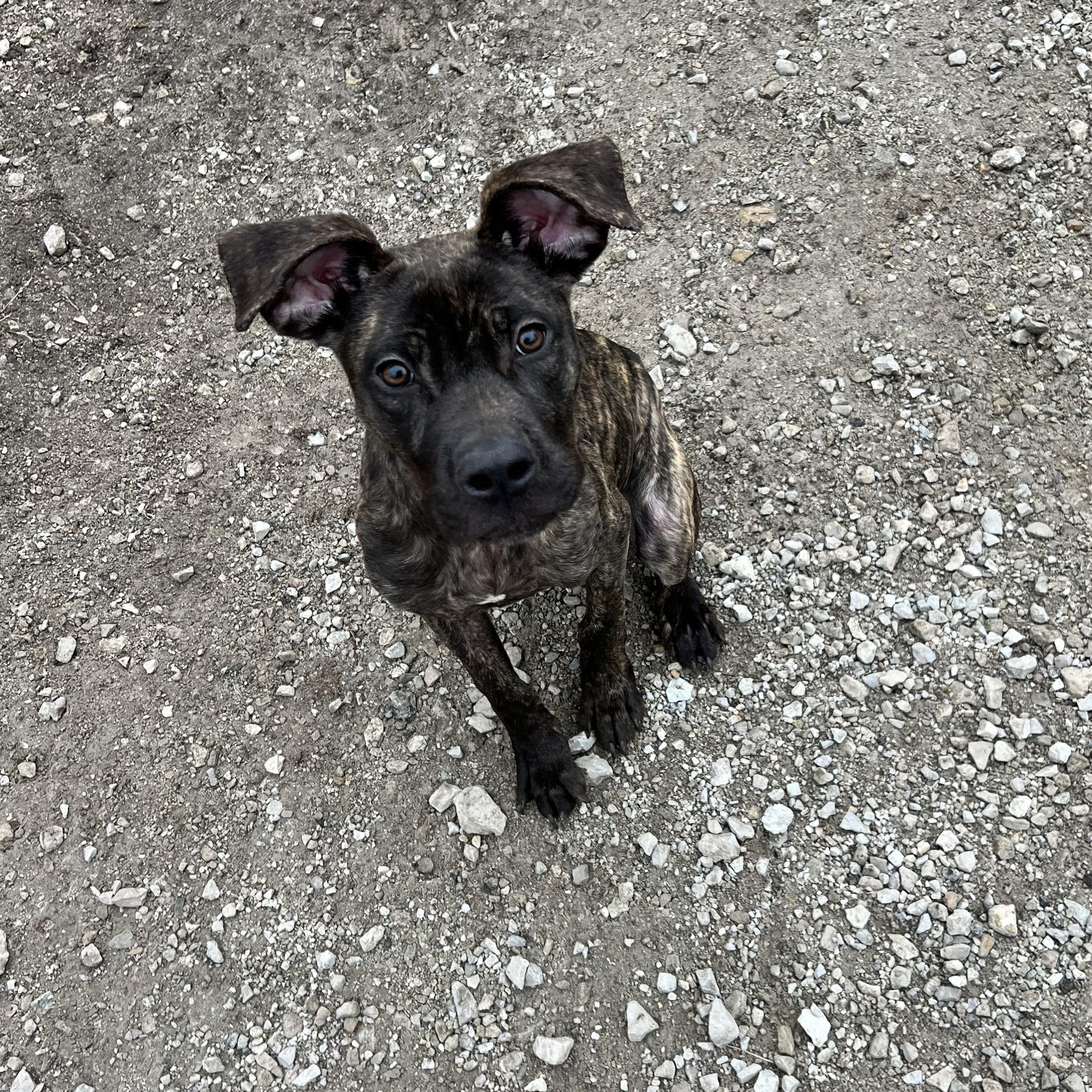 Enlarge Erika, a ADOPTABLE Boxer in Hollister, MO image 4/5