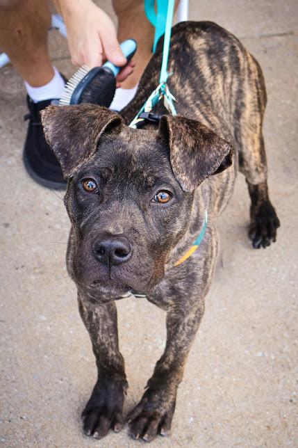 Erika, a ADOPTABLE mixed breed in Hollister, MO image 1/5