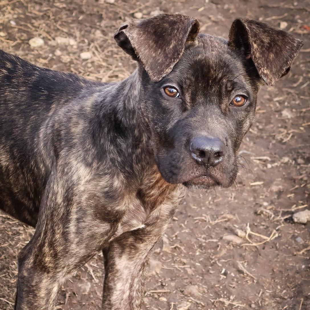 Enlarge Erika, a ADOPTABLE Boxer in Hollister, MO image 3/5
