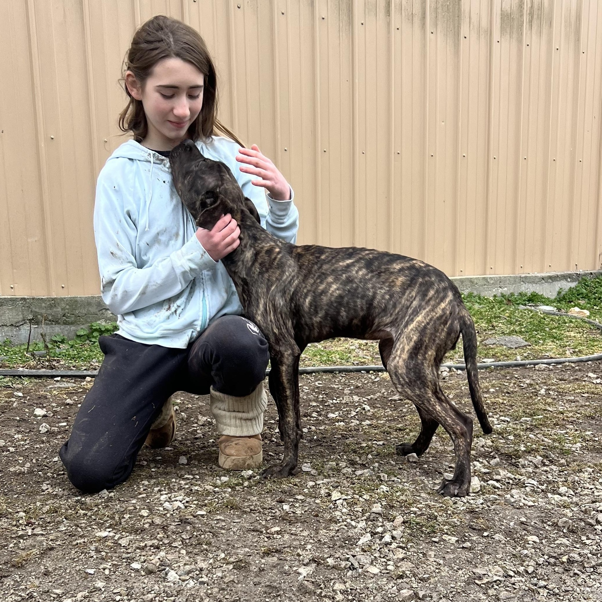 Enlarge Erika, a ADOPTABLE Boxer in Hollister, MO image 5/5