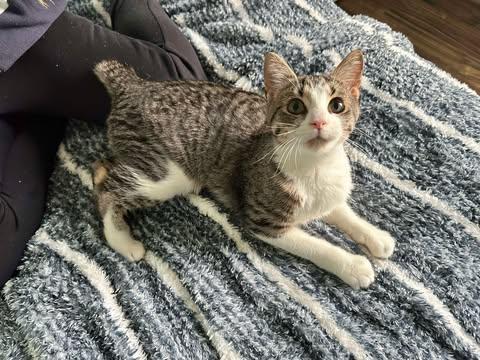 Aurora, ADOPTABLE, Young Female Manx.