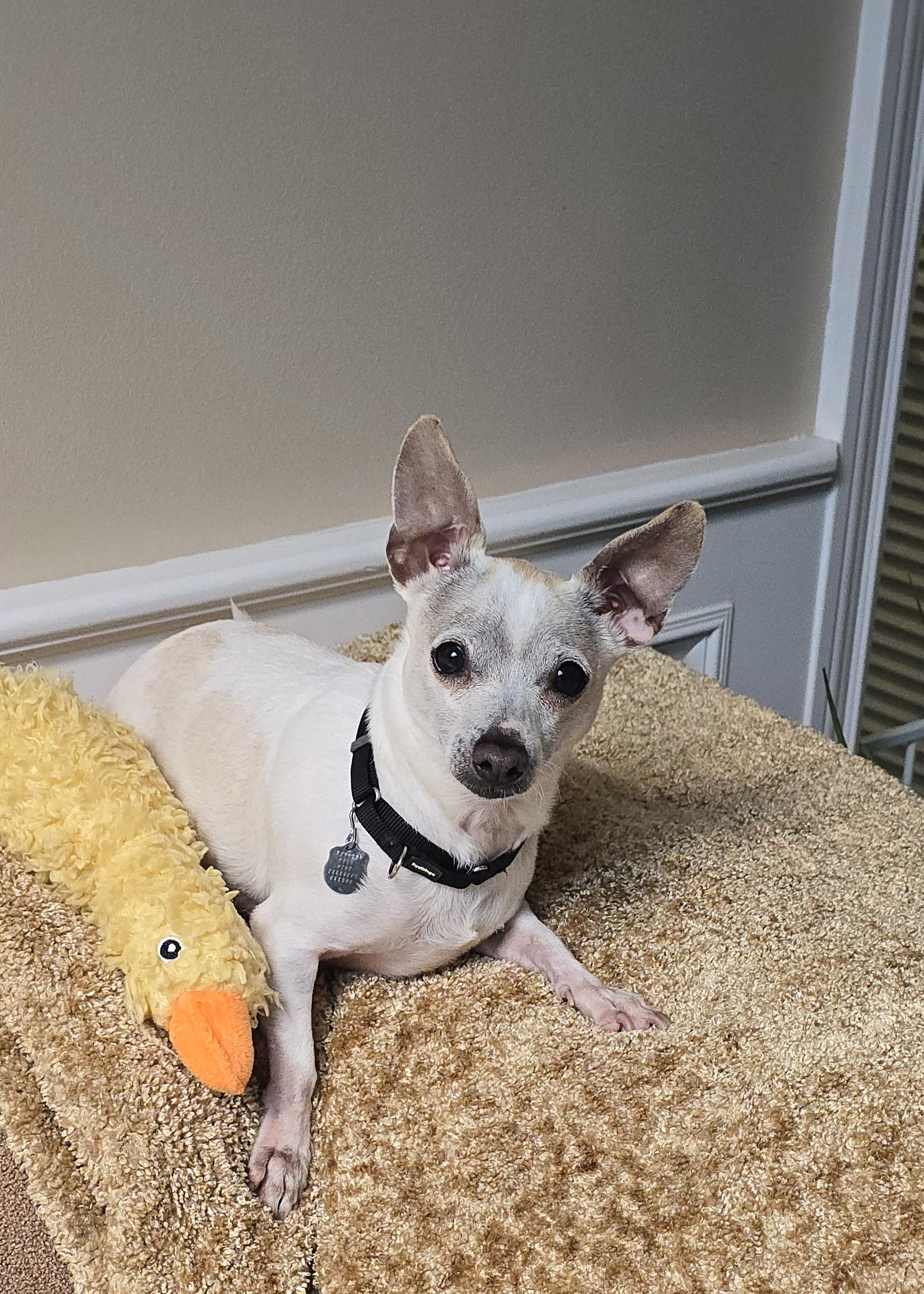 Enlarge Kiwi, a Adoptable Chihuahua in San Pedro, CA image 4/6