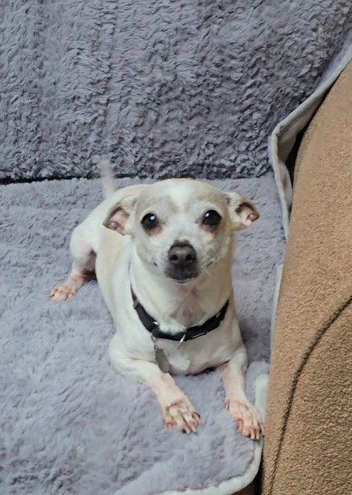 Enlarge Kiwi, a Adoptable Chihuahua in San Pedro, CA video 6/6