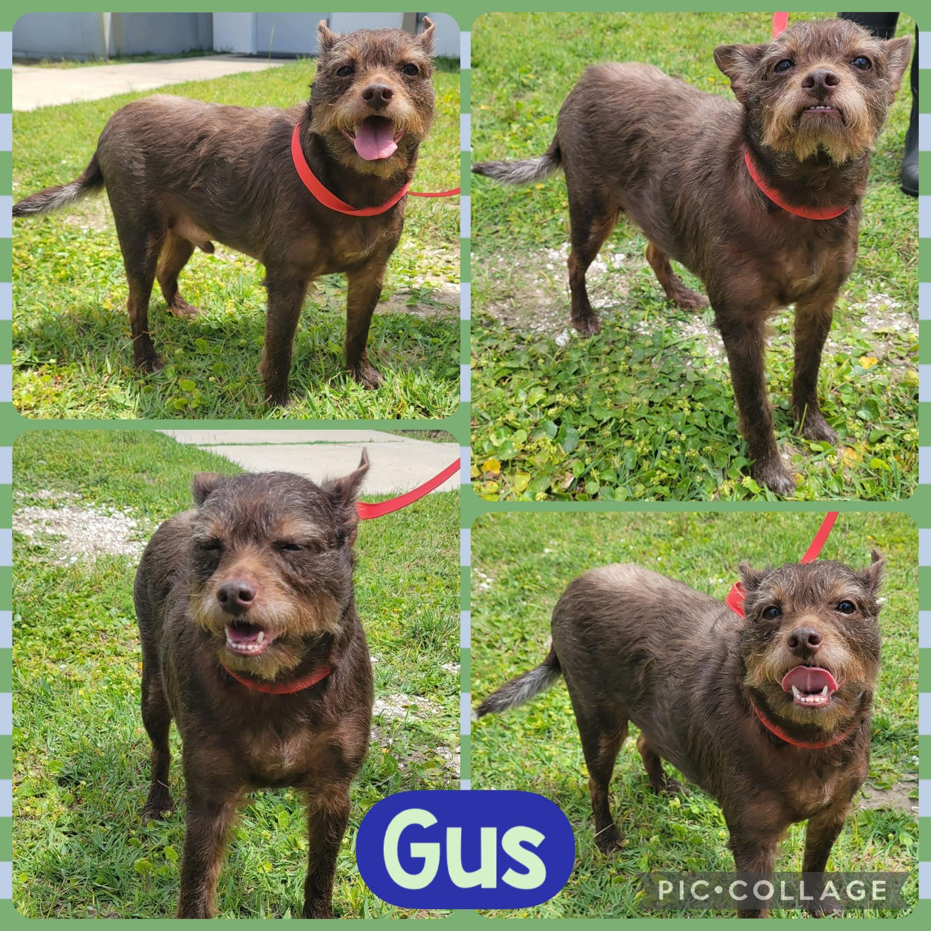 Gus, ADOPTABLE, Adult Male Terrier.