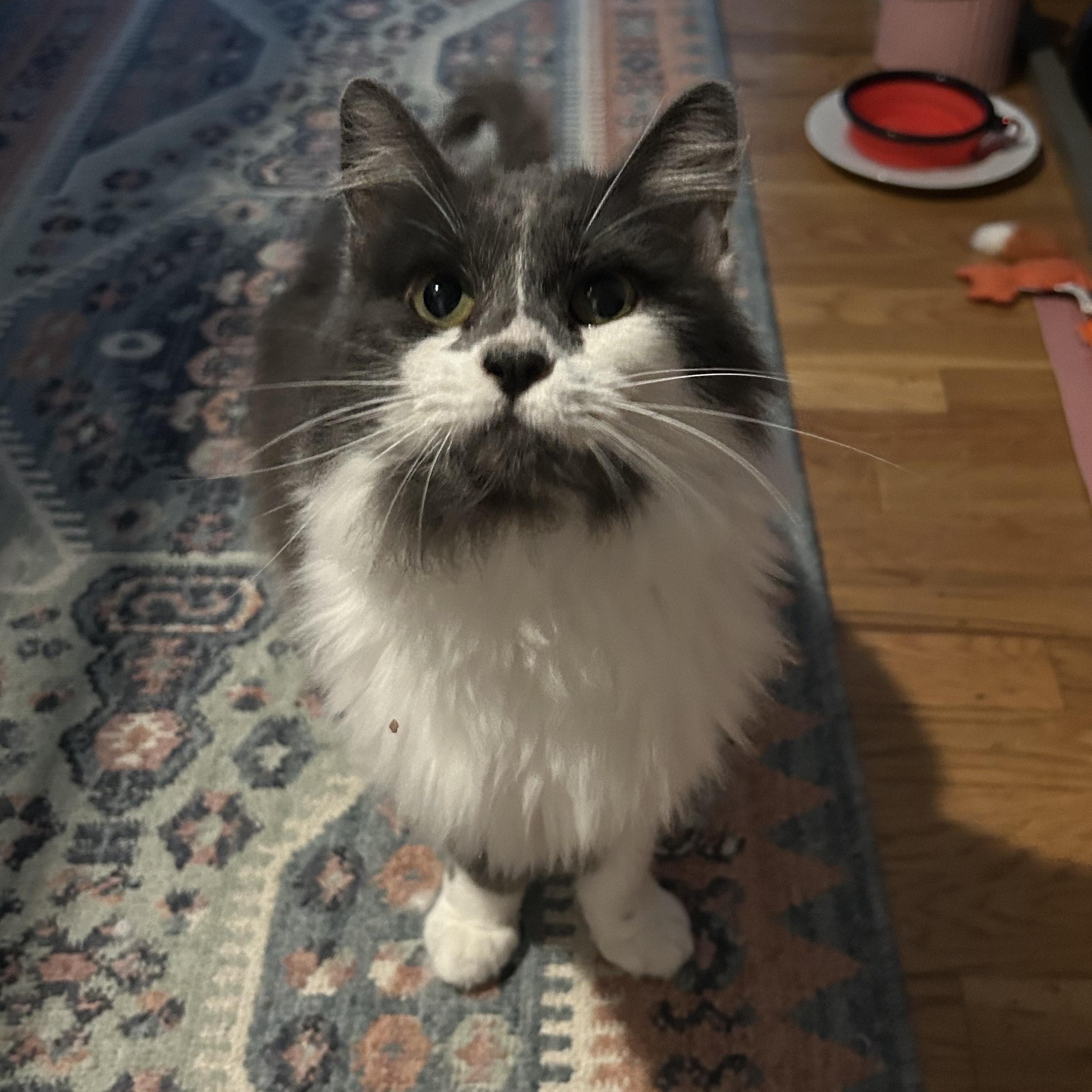 Dottie, Adoptable, Young Female Domestic Medium Hair.