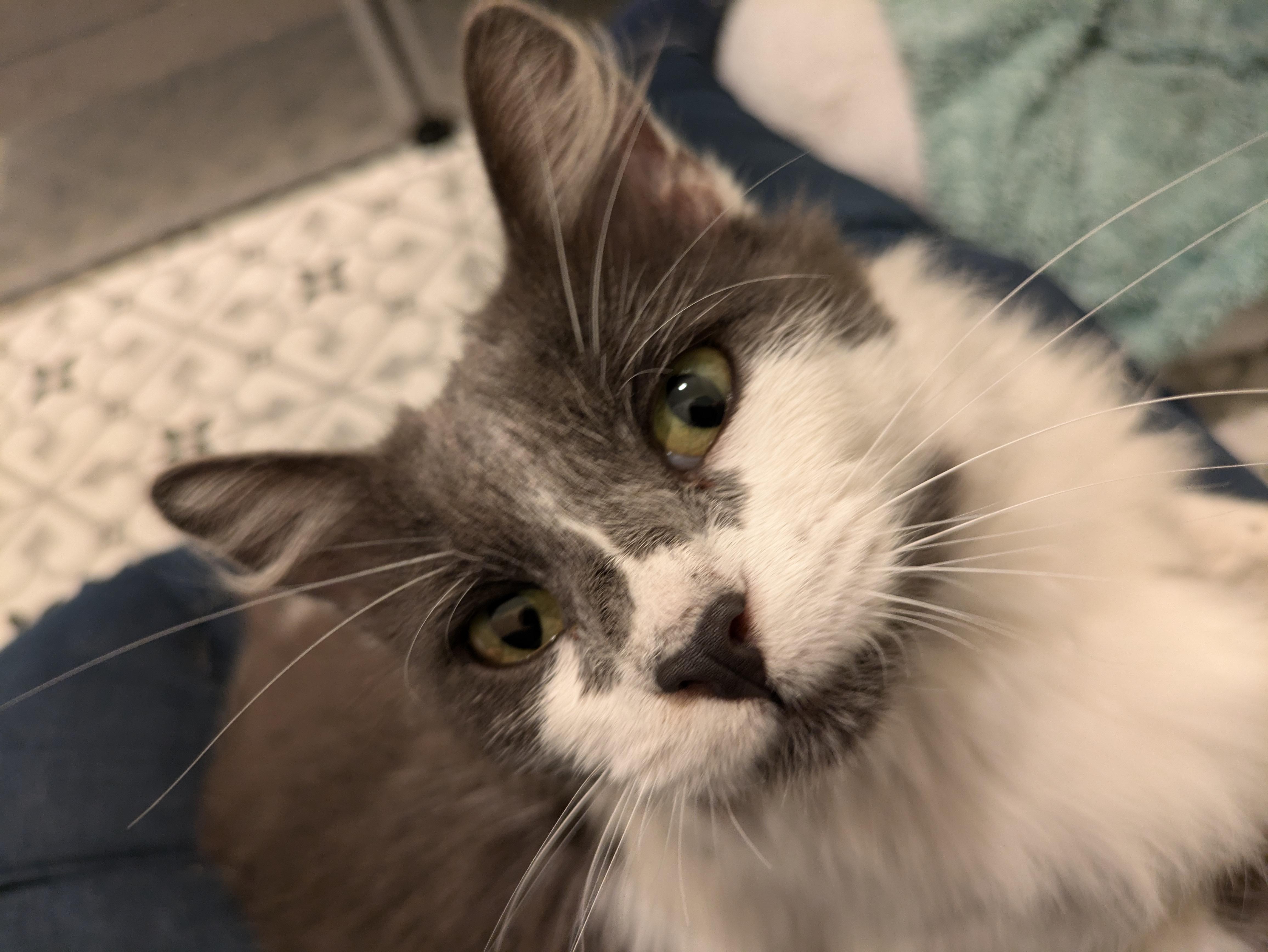 Dottie, a Adoptable Domestic Medium Hair in San Francisco, CA image 2/4