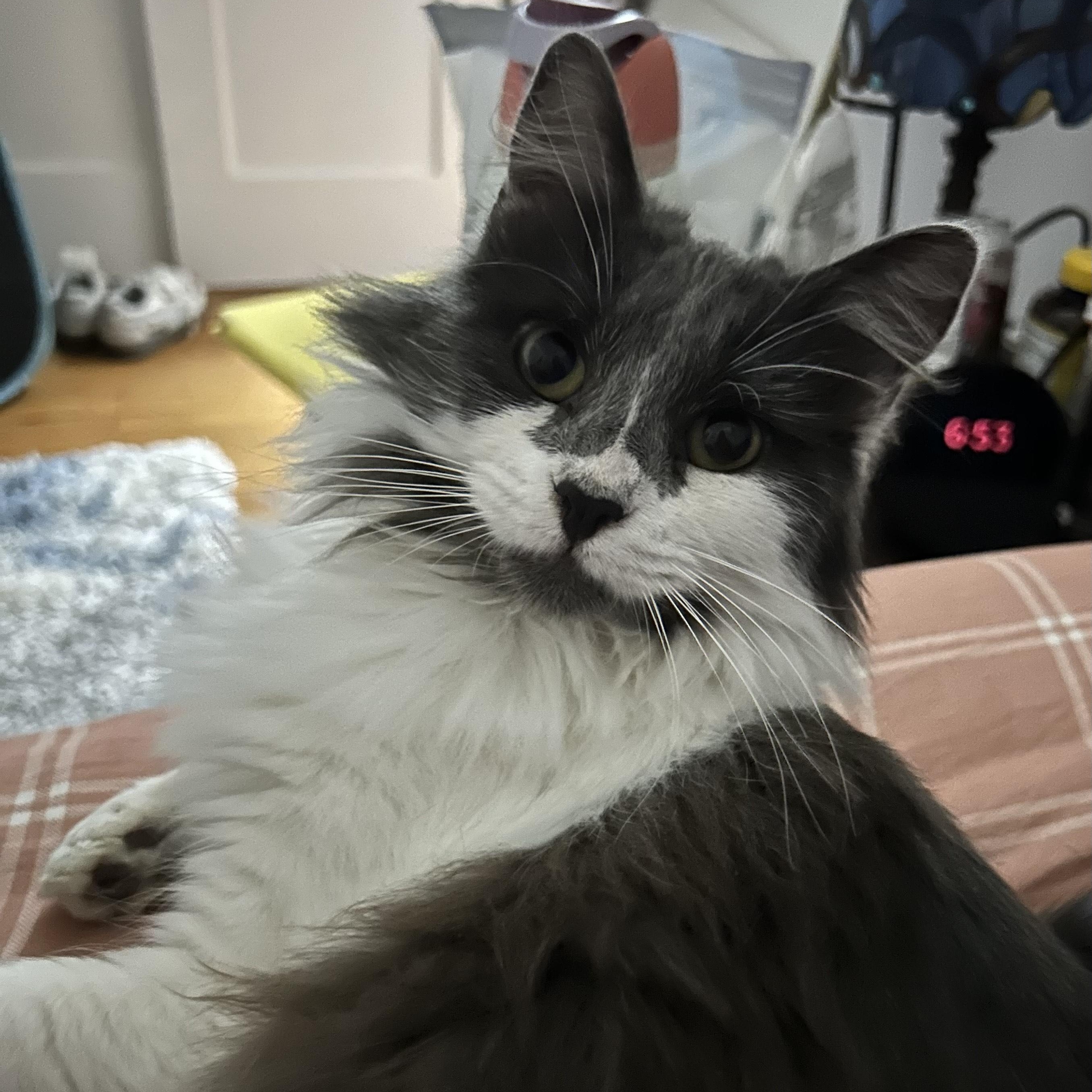 Dottie, a Adoptable Domestic Medium Hair in San Francisco, CA image 3/4