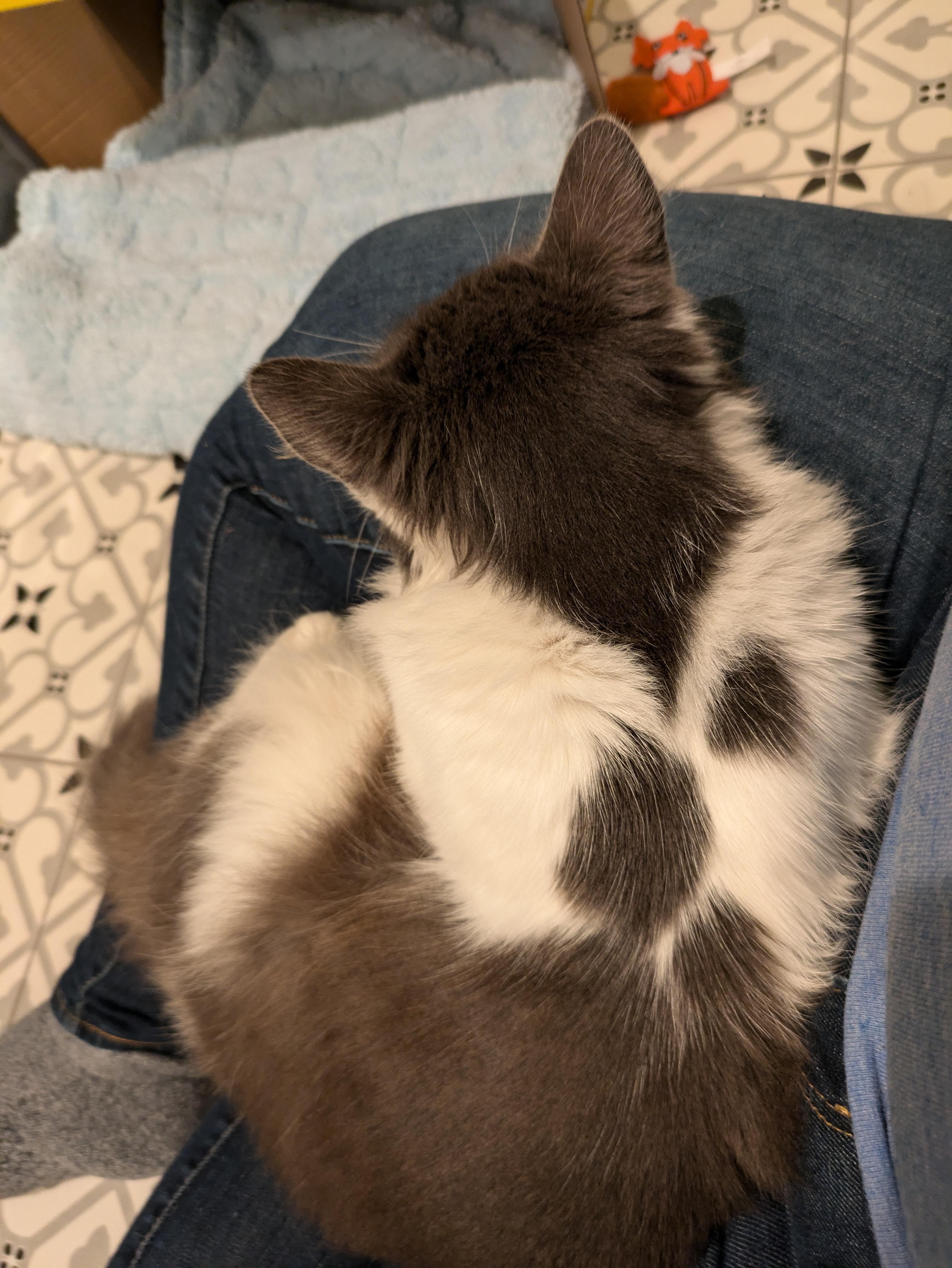 Dottie, a Adoptable Domestic Medium Hair in San Francisco, CA image 4/4