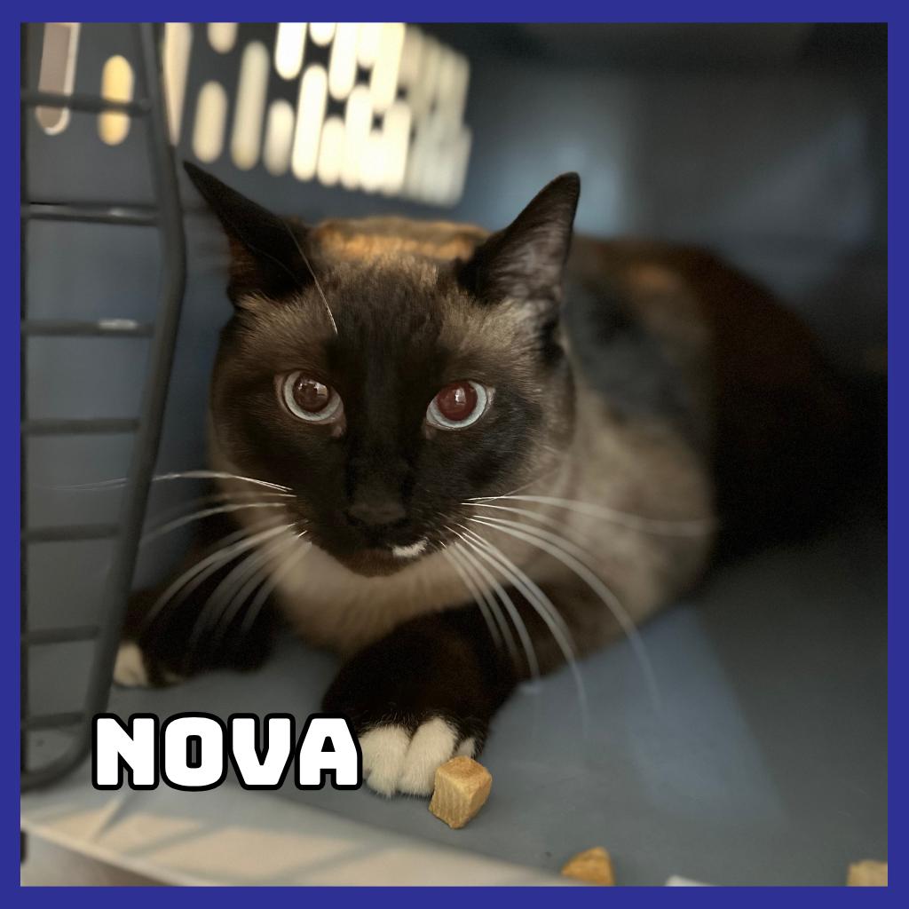 Nova, Adoptable, Senior Female Domestic Short Hair & Extra-Toes Cat / Hemingway Polydactyl.
