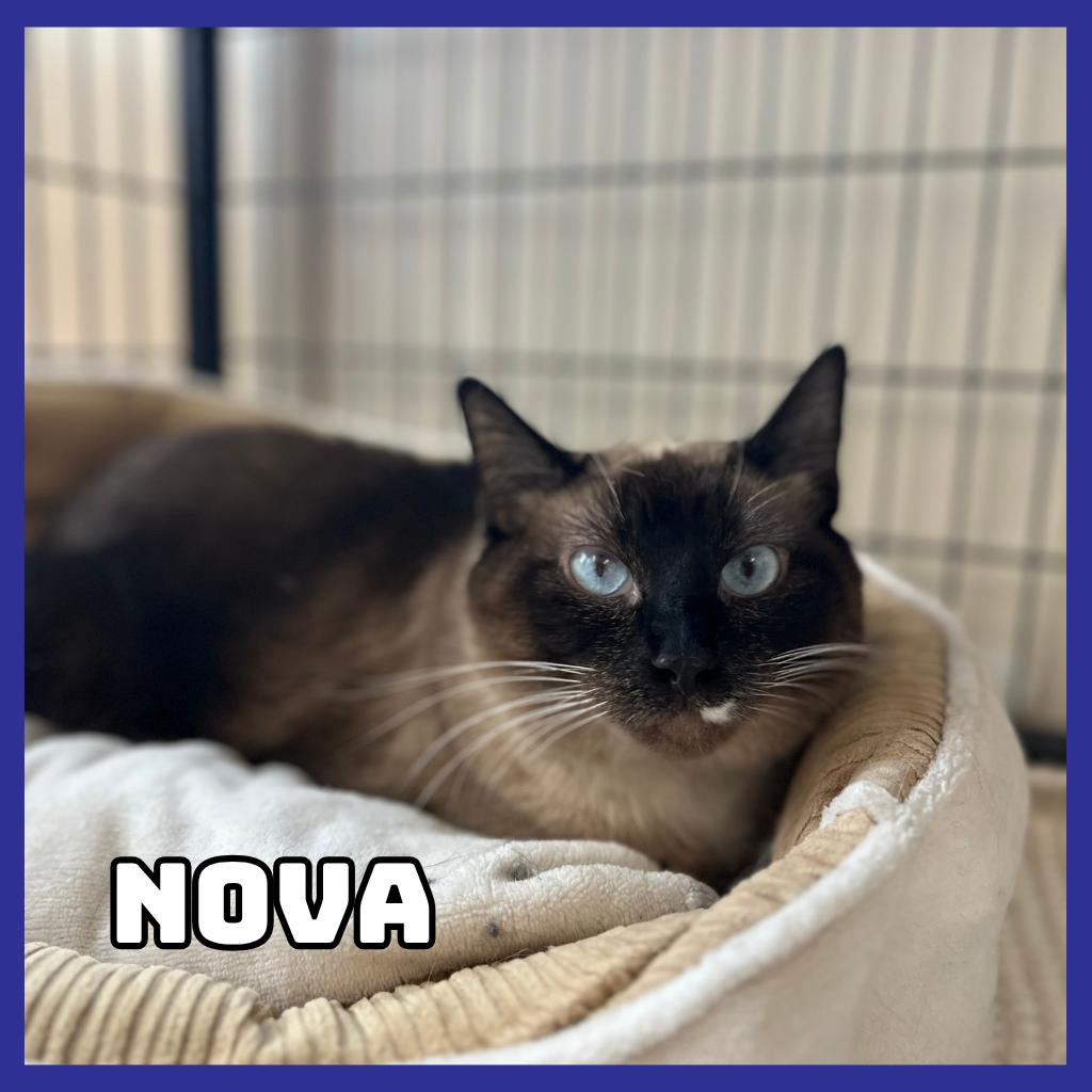 Nova, a Adoptable mixed breed in Glenwood, MN image 2/3