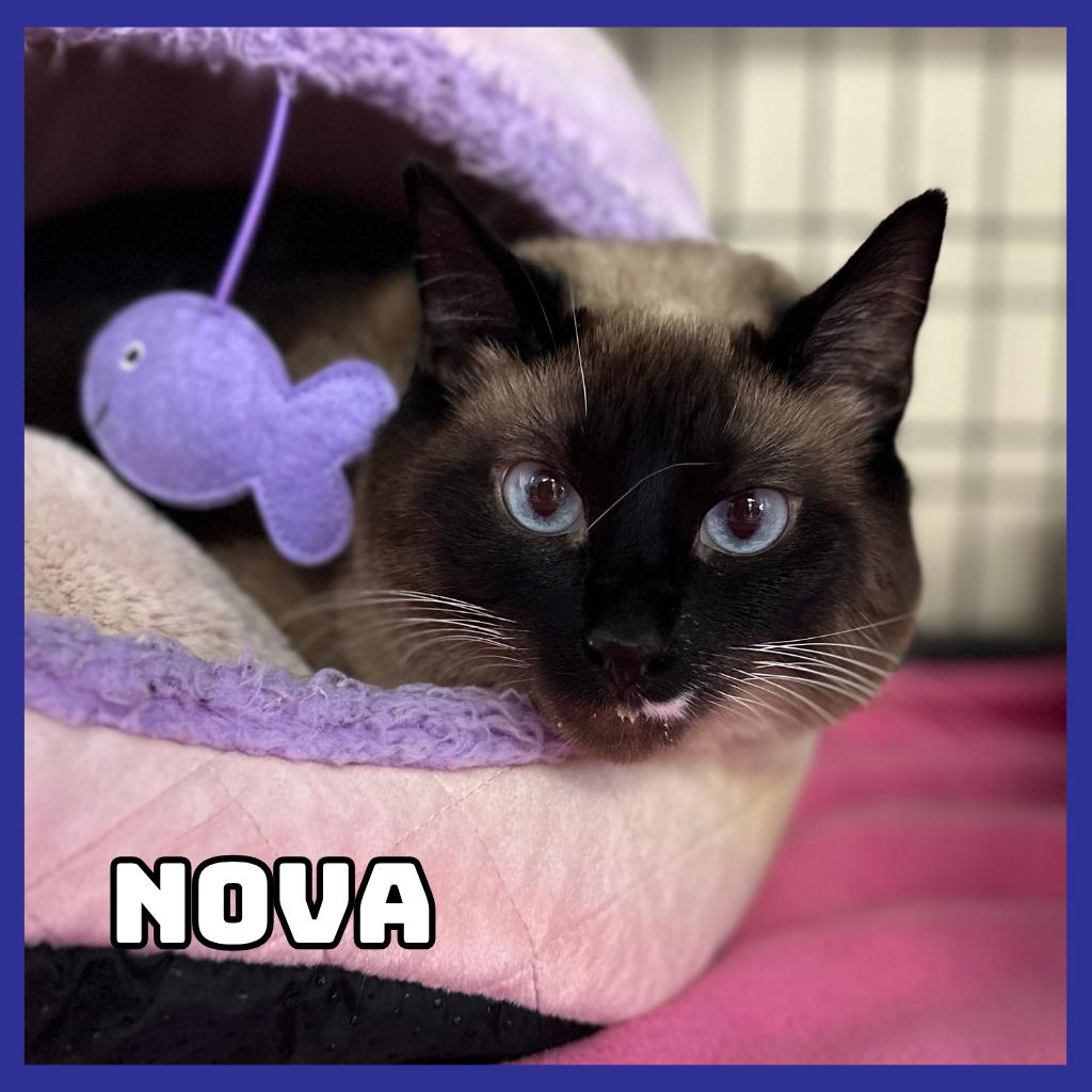 Nova, a Adoptable mixed breed in Glenwood, MN image 3/3