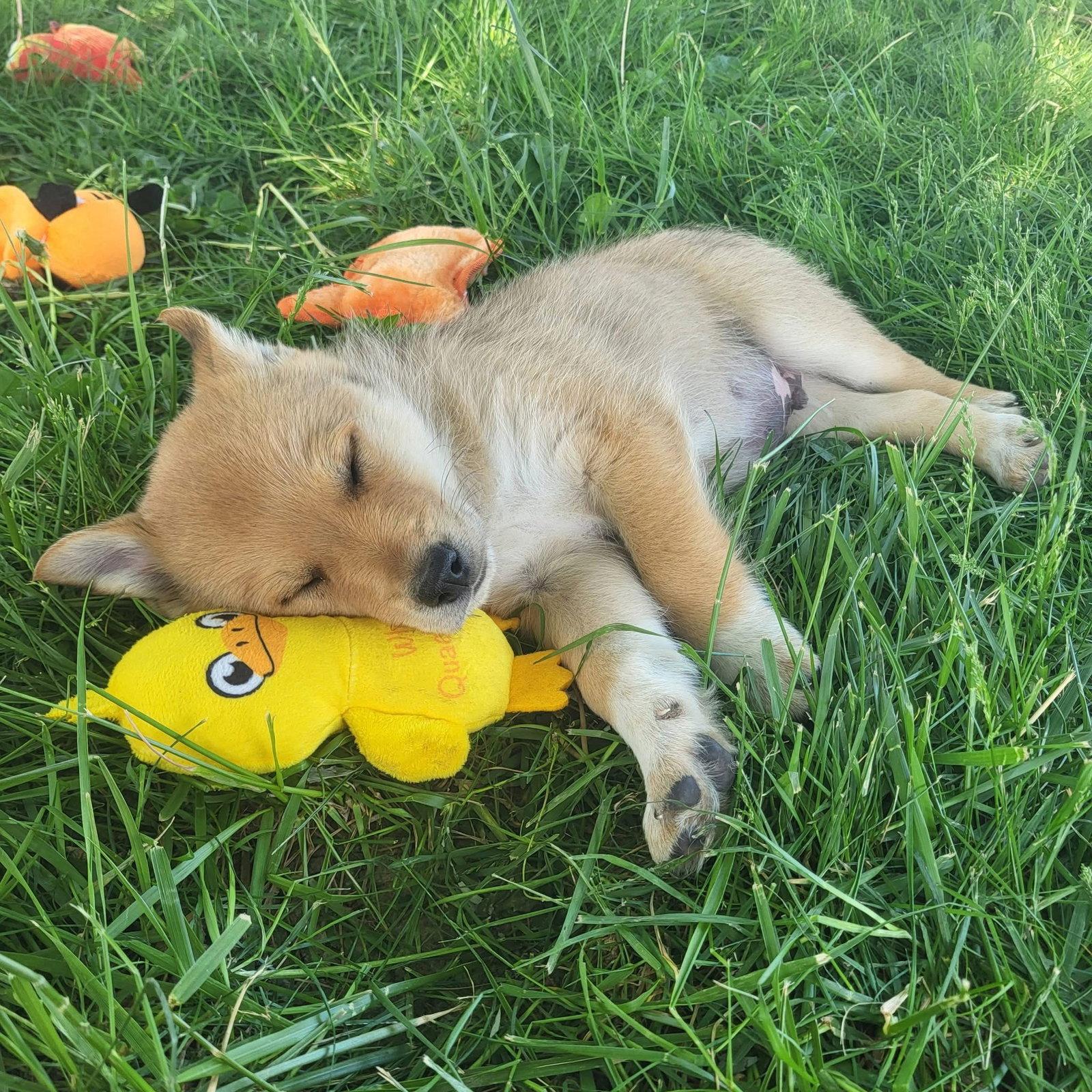 Boggle, Adopted, Puppy Male Golden Retriever & Australian Kelpie.