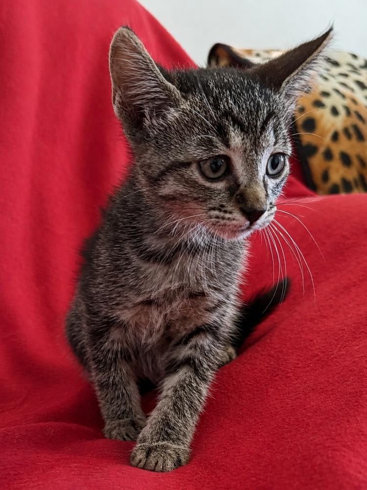Enlarge M&M, a Adoptable Domestic Short Hair in Saint Augustine, FL image 1/5
