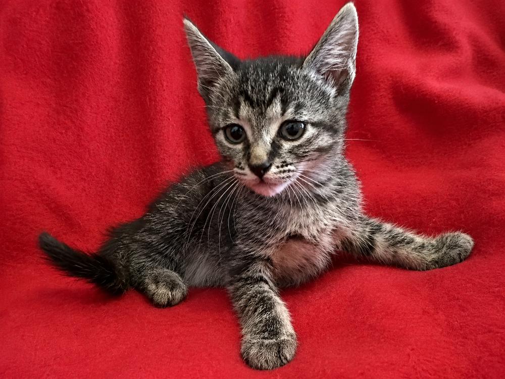 Enlarge M&M, a Adoptable Domestic Short Hair in Saint Augustine, FL image 2/5