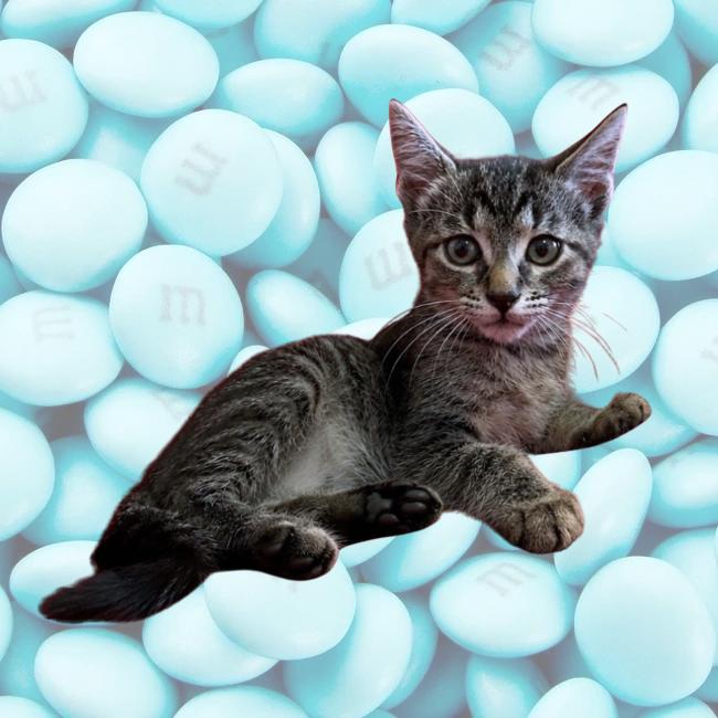 Enlarge M&M, a Adoptable Domestic Short Hair in Saint Augustine, FL image 3/5